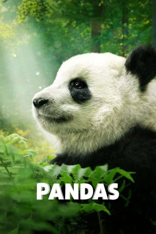 Plakat filmu: Pandas